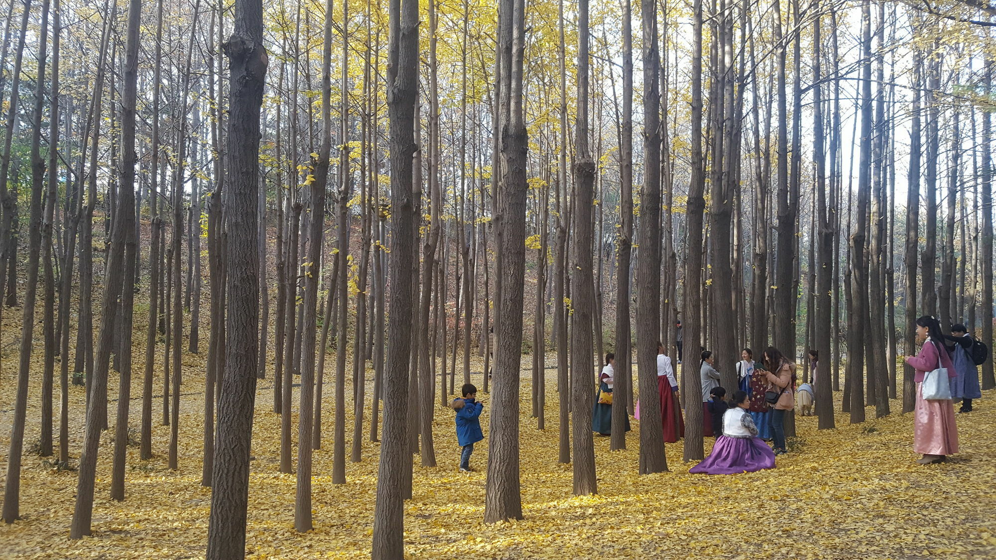 Forest *